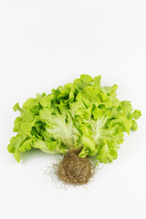 Green oak leaf lettuce isolated on white background