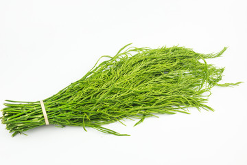 Senegalia pennata or Acacia pennata isolated on white background