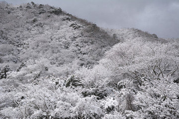 雪の日の山の木々 (20190127-02)