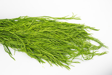 Senegalia pennata or Acacia pennata isolated on white background