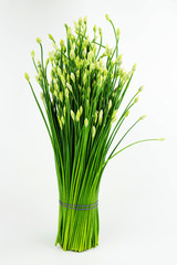 Chinese Chive or Chives flower isolated on white background