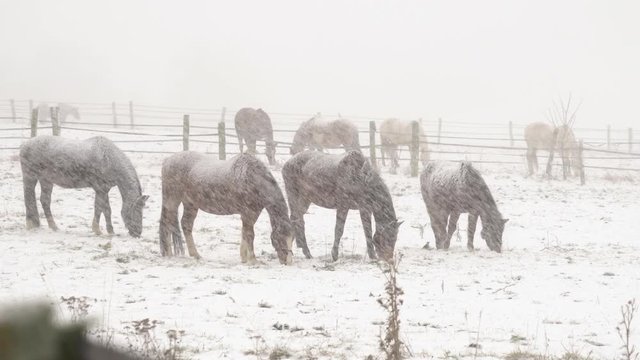 Winter Snowfall Horses Graze In Horse Corral
