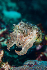 Needle Cuttlefish Sepia aculeata