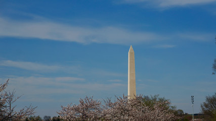 America DC/Sakura,Cherry blossoms of US-Japan friendship.Sakura and National monument.