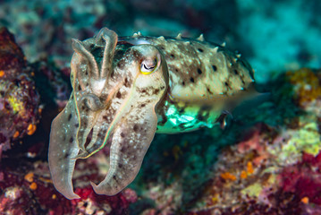 Needle Cuttlefish Sepia aculeata