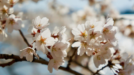 America DC/Sakura,Cherry blossoms of US-Japan friendship.closeup.
