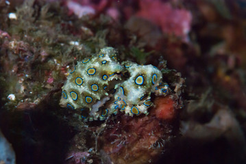 Blue-ringed octopus Hapalochlaena lunulata