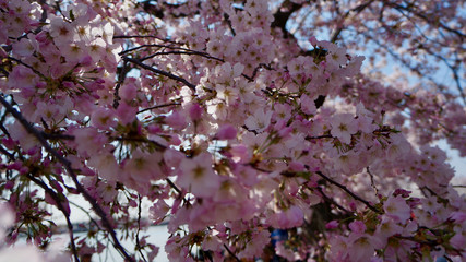 Obraz premium America DC/Sakura,Cherry blossoms of US-Japan friendship.Cherryblossom and Blue SKY.