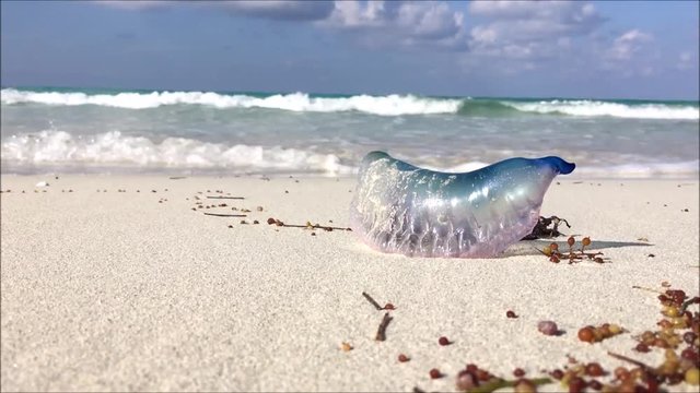 Low view clip of Atlantic Portuguese man-of-war (Physalia physalis) poisonous jellyfish-like marine animal washed out on a tropical beach with people