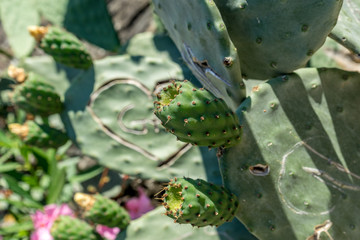 Italy, Cinque Terre, Vernazza, a close up of a cactus