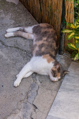 Italy, Cinque Terre, Vernazza, a cat lying on the ground
