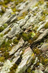 Pierre v&eacute;g&eacute;tale 