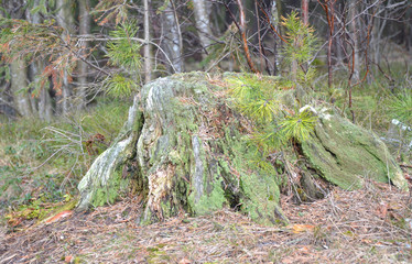 old mossy stump in the spring forest