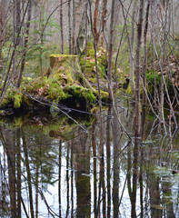 old mossy stump and puddles in the spring forest