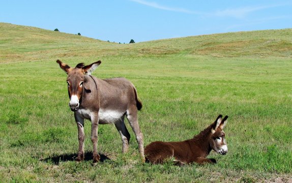 two donkeys in pasture