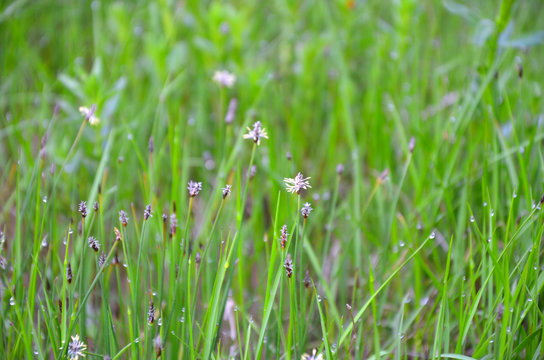 blooming summer grass close - up-natural background image
