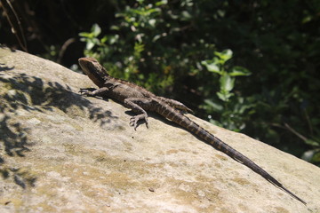 Eastern Water Dragon Intellagama lesueurii