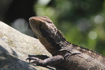 Water Dragon
