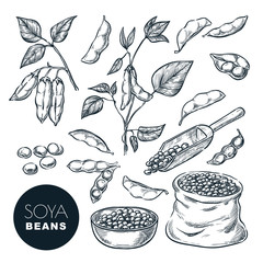 Soybean sketch vector illustration. Soya beens, pod on green plant, seeds in sack. Hand drawn isolated design elements - obrazy, fototapety, plakaty
