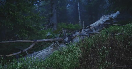 Fallen tree with twisting branches on a forest meadow in slo-mo