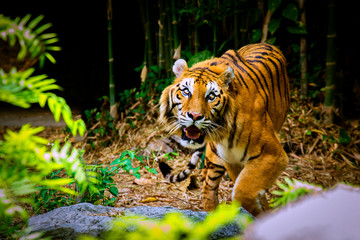 Fototapeta na wymiar Tiger at Chiang Hai Zoo