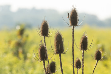 Obraz premium Grasshopper on Teasel 2
