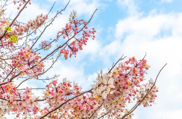 Beautiful soft pink and white flowers of Wishing Tree, Pink Shower, Pink cassia, Pink and White Shower Tree (Cassia Bakeriana Craib) are blossoming on tree in the tropical forest of Thailand