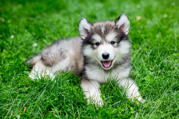 Cute alaskan malamute puppy in the grass - obrazy, fototapety, plakaty