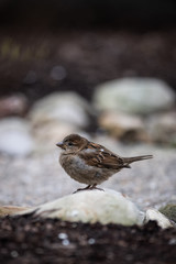 bird on a rock