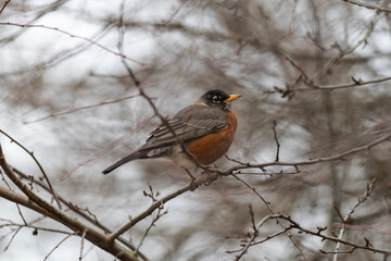 bird in a tree