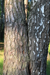 The trees have grown together, pine and birch