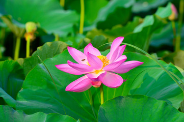 Blooming lotus flowers in the park