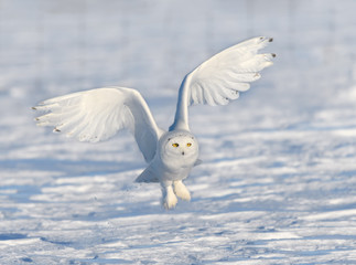 Male Snowy Owl Taking Off from Snow Field