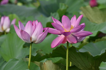 Blooming lotus flowers in the park
