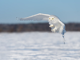 Male Snowy Owl Taking Off From Snow Field