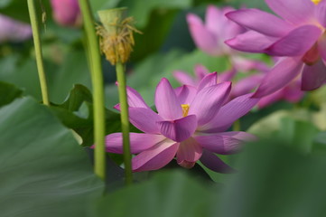 Blooming lotus flowers in the park