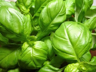 frischer grüner Basilikum