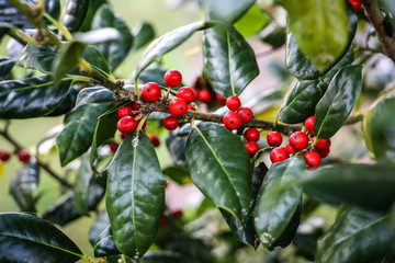 Small Tree in a a Yard with Green holly Leaves and Red Berries