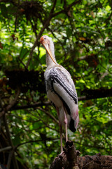 Image of Painted Stork (Mycteria leucocephala) on nature background. Wild Animals. Bird.