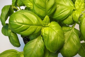 frischer grüner Basilikum