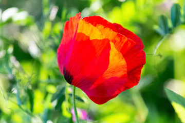 Red poppy flower on a green field in bright sunny day in summer. Nature wallpaper blurred background. Image is not in focus. Blossoming poppy for poster.