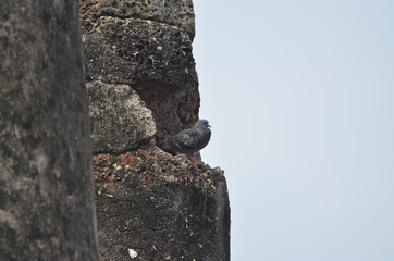 the dove