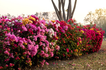 Many bougainvillea flowers in the arid garden.
