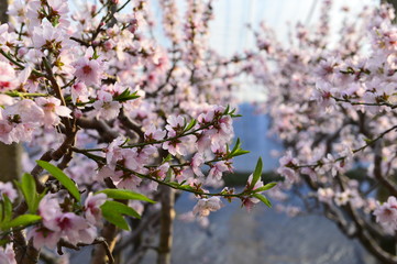 In full bloom in the peach blossom