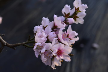 In full bloom in the peach blossom