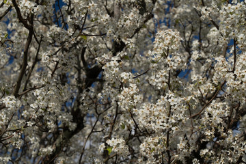 Dogwood tree blossoms on a beautiful spring day