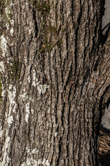 Bark of a Dogwood tree on a sunny spring day