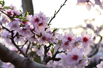 In full bloom in the peach blossom