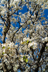 Dogwood tree blossoms on a beautiful spring day