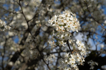 Dogwood tree blossoms on a beautiful spring day